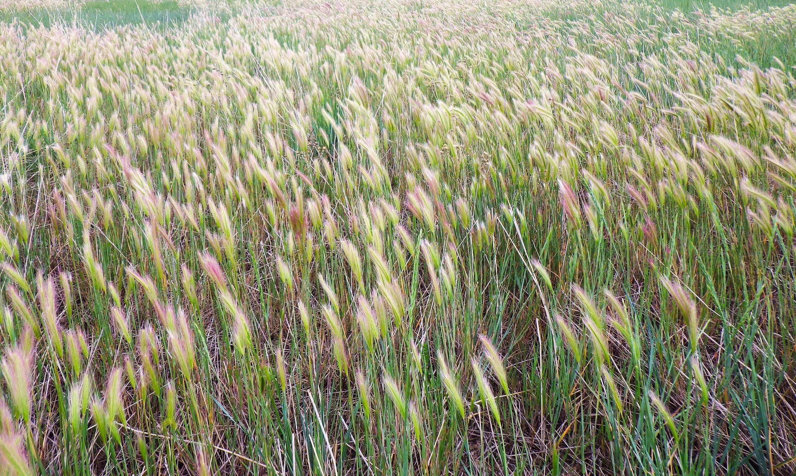 Squirrel Tail Grass - Image 10