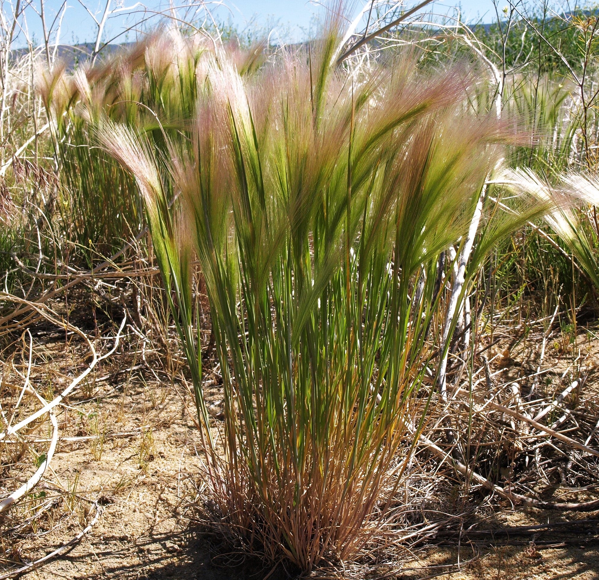 Squirrel Tail Grass - Image 3