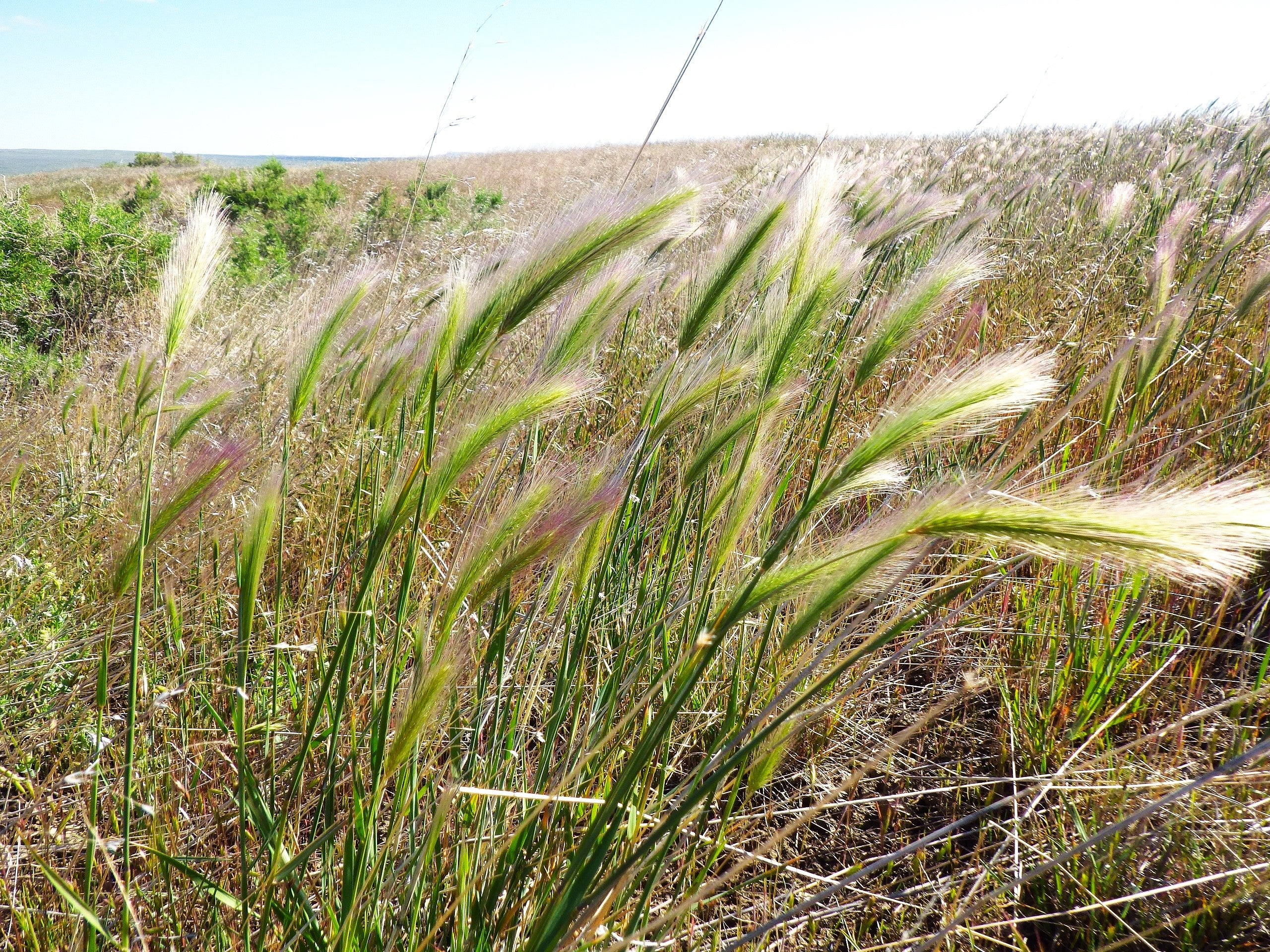 Squirrel Tail Grass - Image 4
