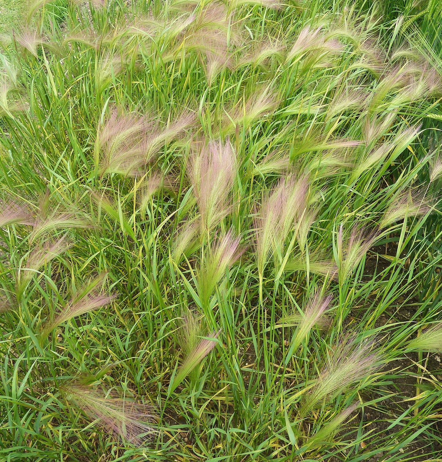 Squirrel Tail Grass - Image 5