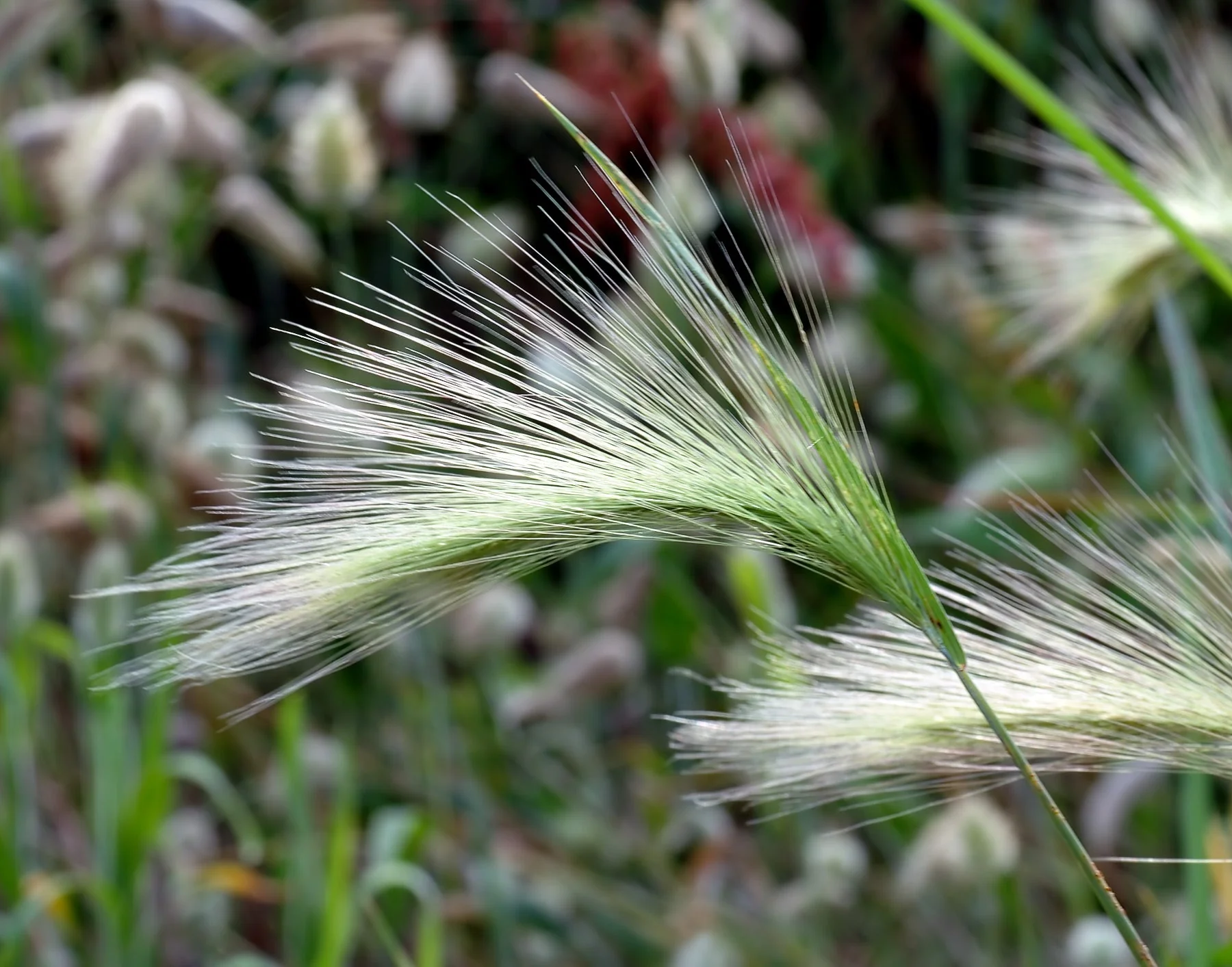 Squirrel Tail Grass - Image 6