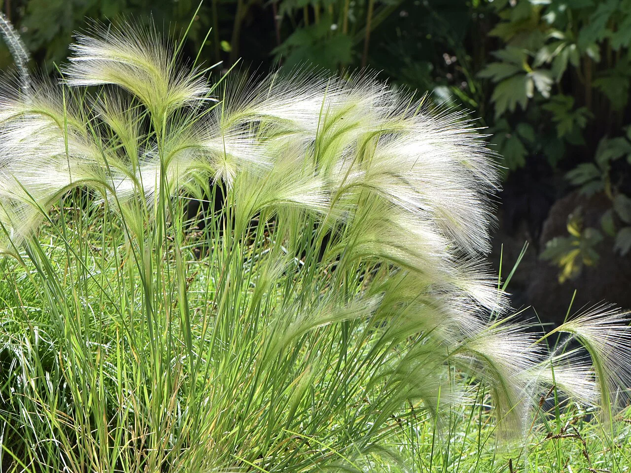 Squirrel Tail Grass - Image 7