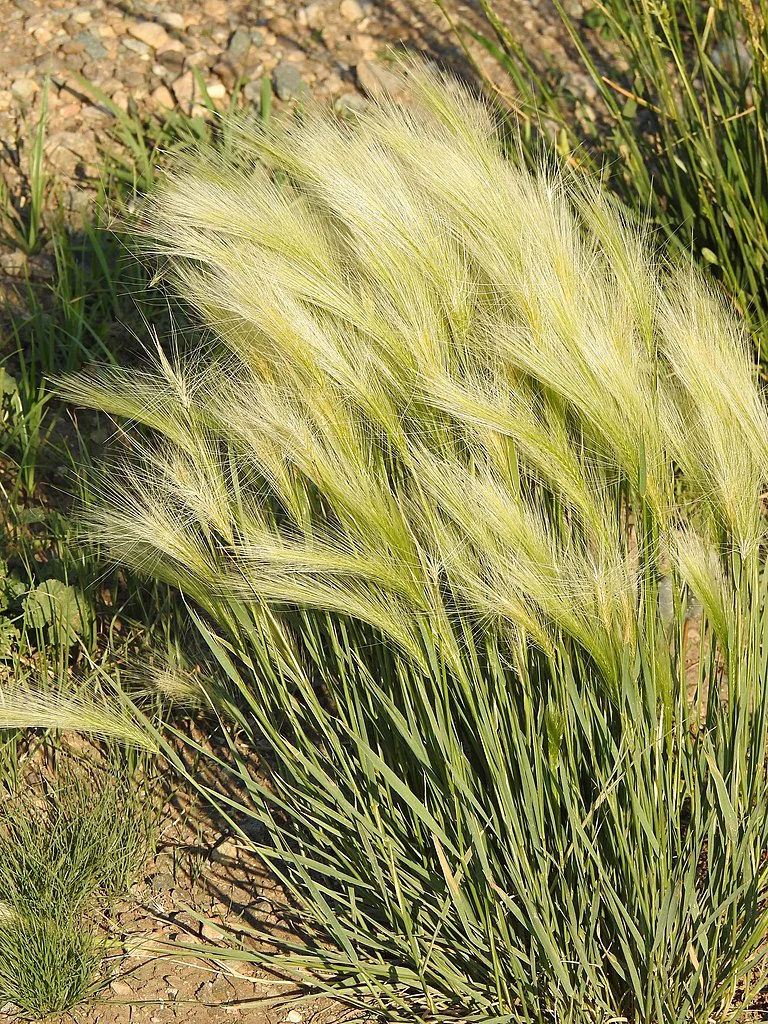 Squirrel Tail Grass - Image 8