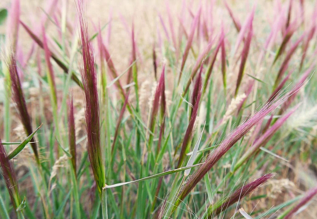 Squirrel Tail Grass - Image 9