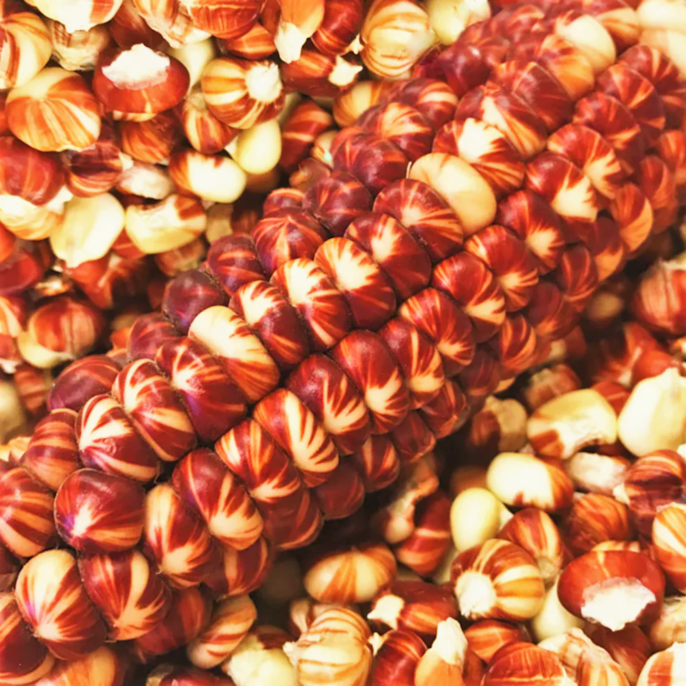 Starburst Manna Ornamental Corn