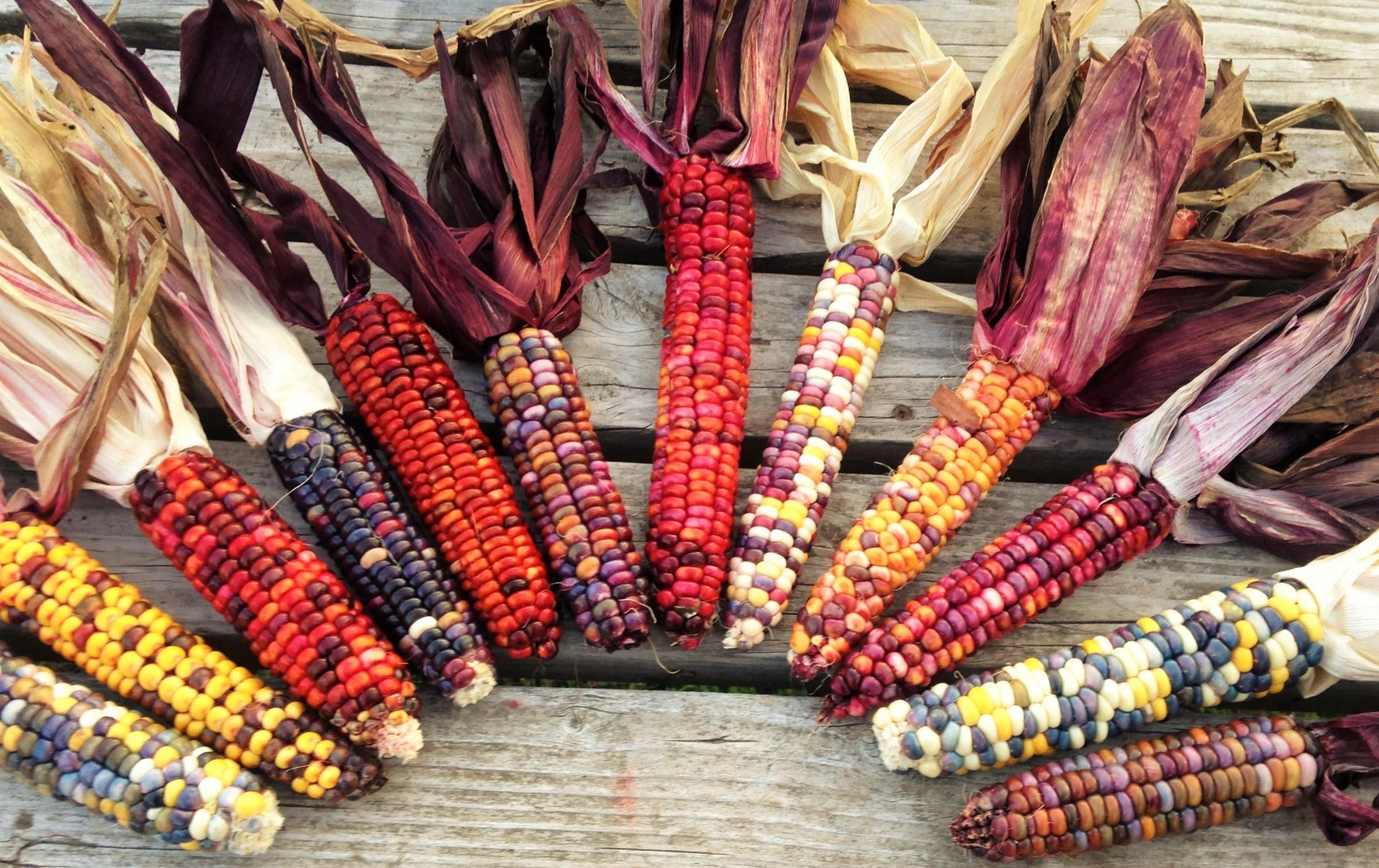 Starburst Manna Ornamental Corn - Image 11