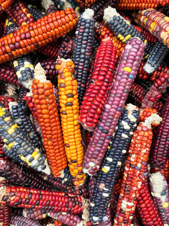 Starburst Manna Ornamental Corn - Image 13