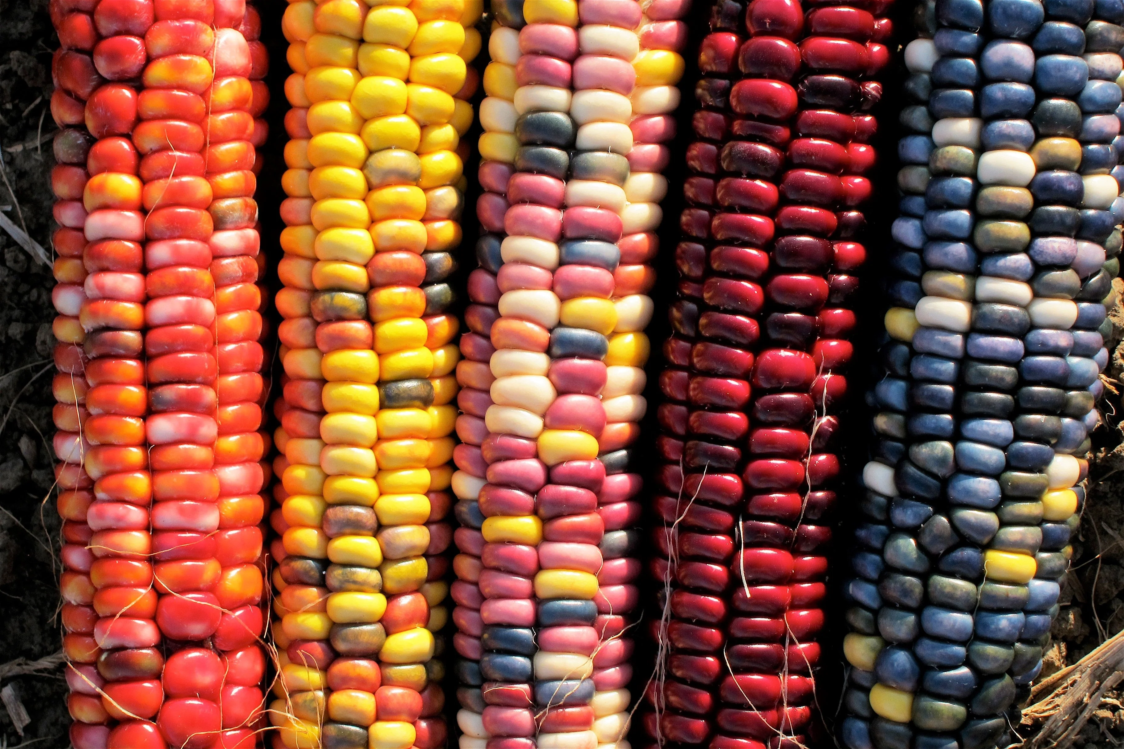 Starburst Manna Ornamental Corn - Image 15