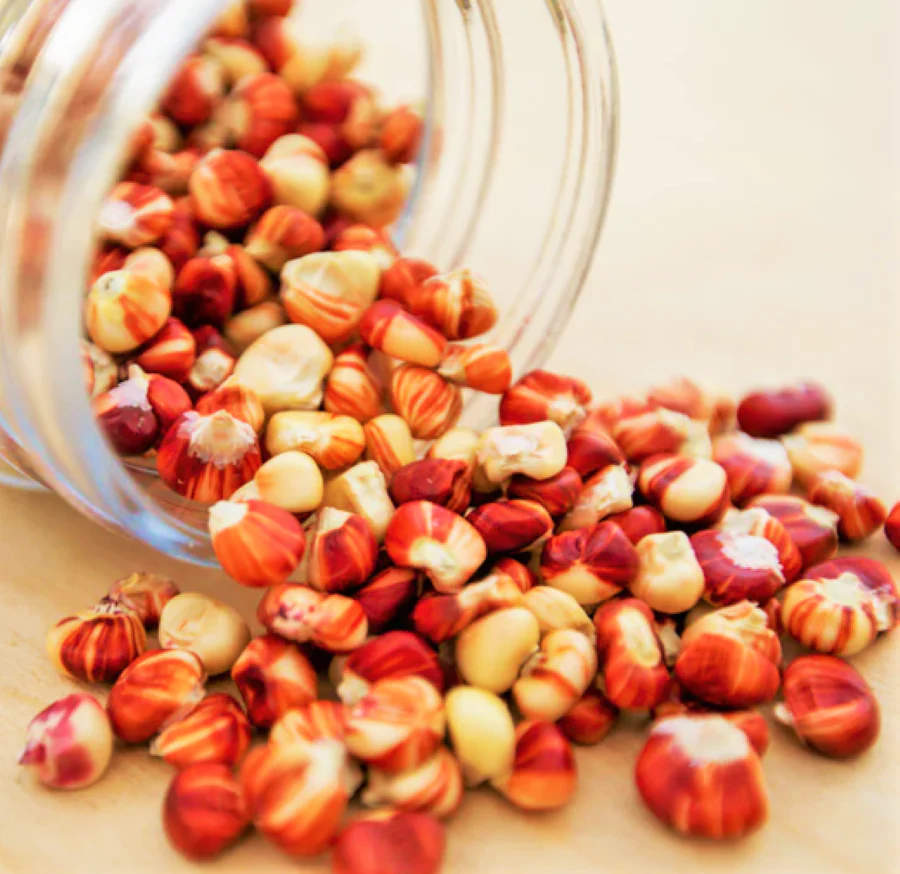 Starburst Manna Ornamental Corn - Image 17