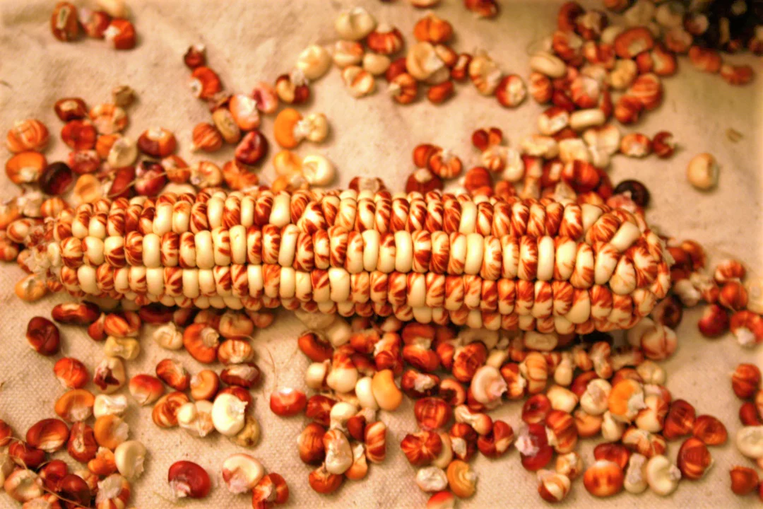 Starburst Manna Ornamental Corn - Image 2
