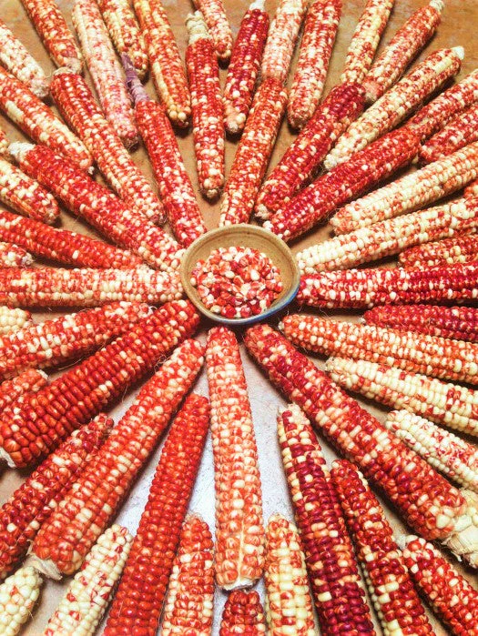 Starburst Manna Ornamental Corn - Image 3