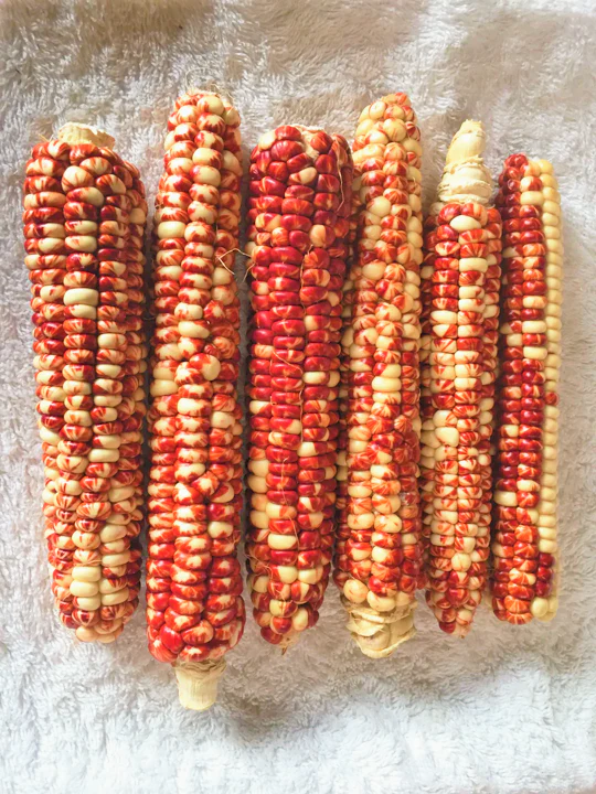 Starburst Manna Ornamental Corn - Image 4