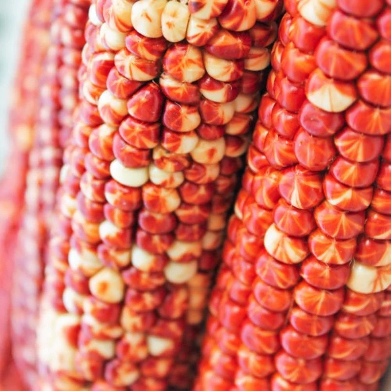 Starburst Manna Ornamental Corn - Image 5