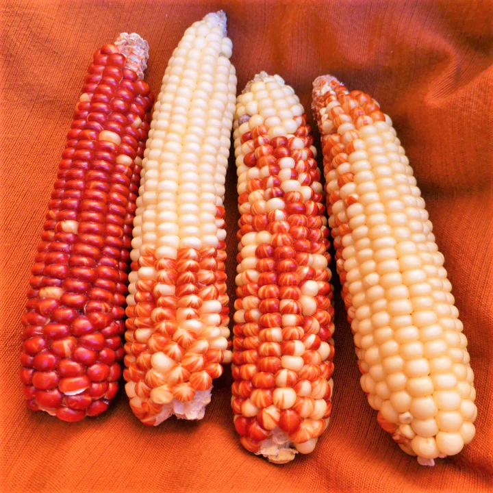 Starburst Manna Ornamental Corn - Image 6