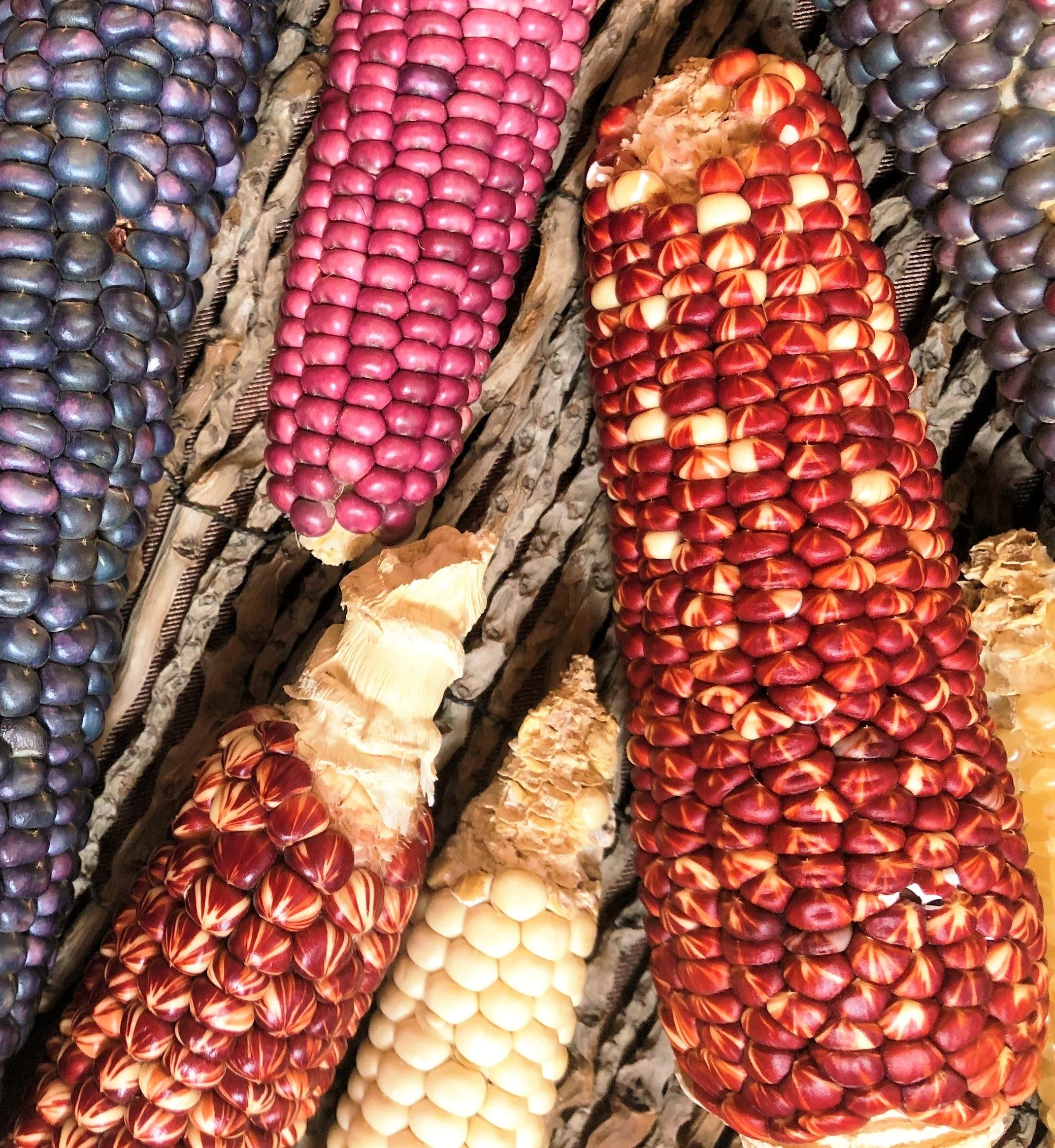 Starburst Manna Ornamental Corn - Image 7