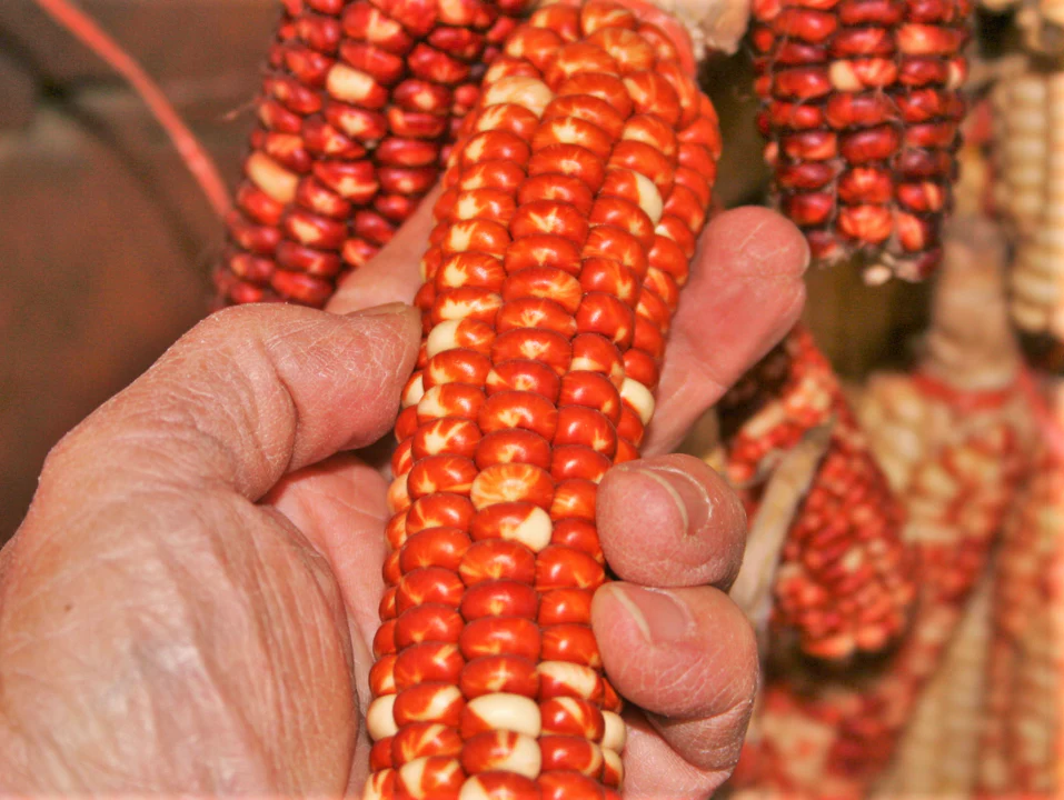 Starburst Manna Ornamental Corn - Image 8