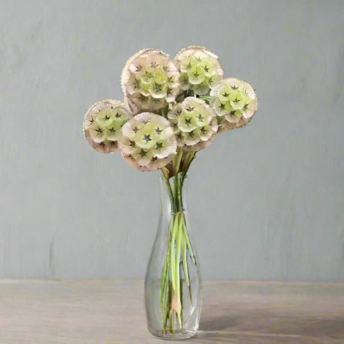 Starflower Pincushion (Drumstick) - Image 10