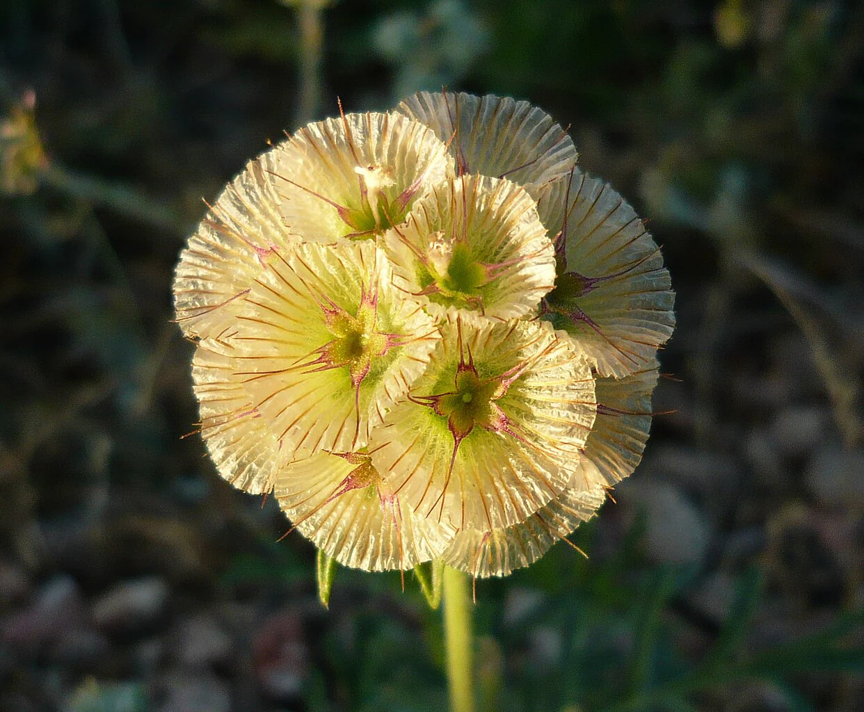 Starflower Pincushion (Drumstick) - Image 2