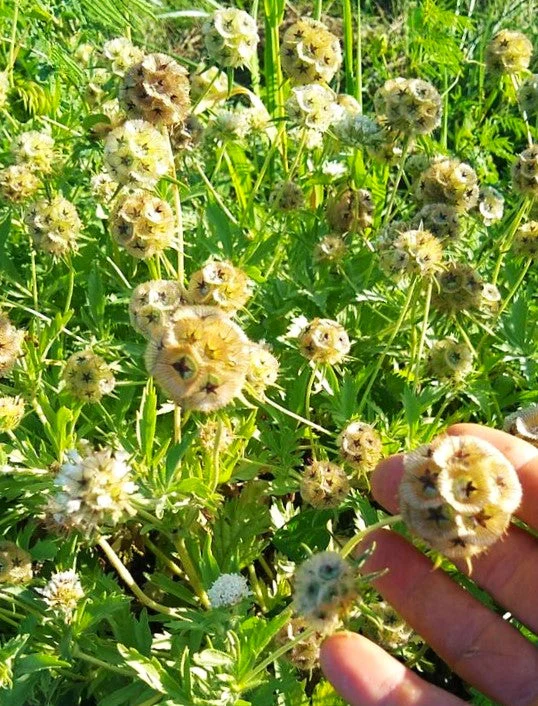 Starflower Pincushion (Drumstick) - Image 3