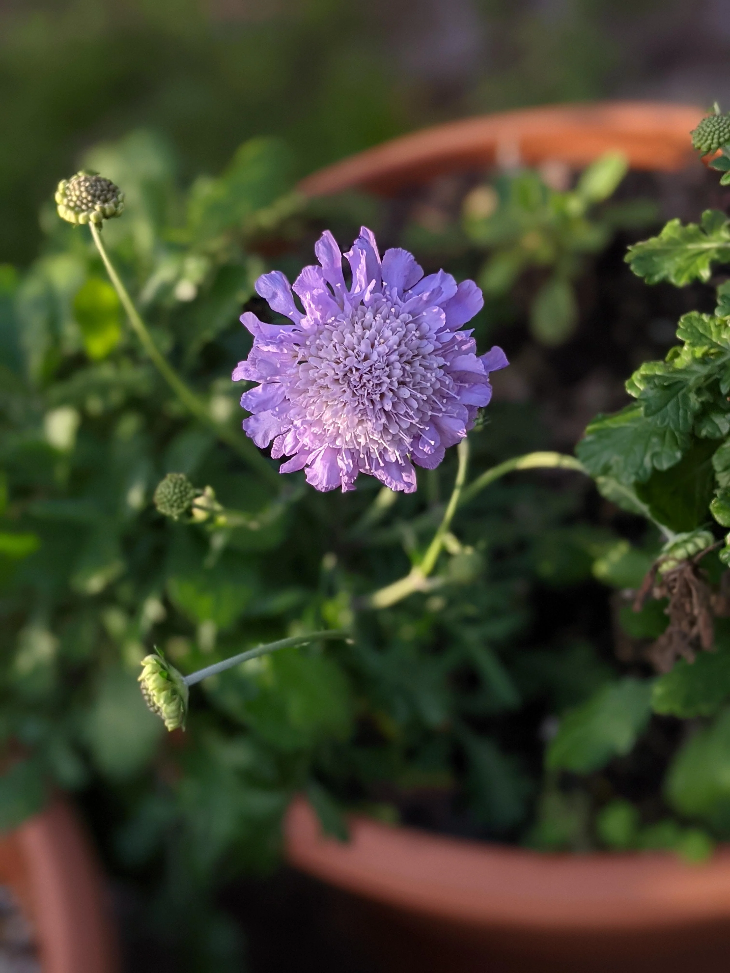 Starflower Pincushion (Drumstick) - Image 4