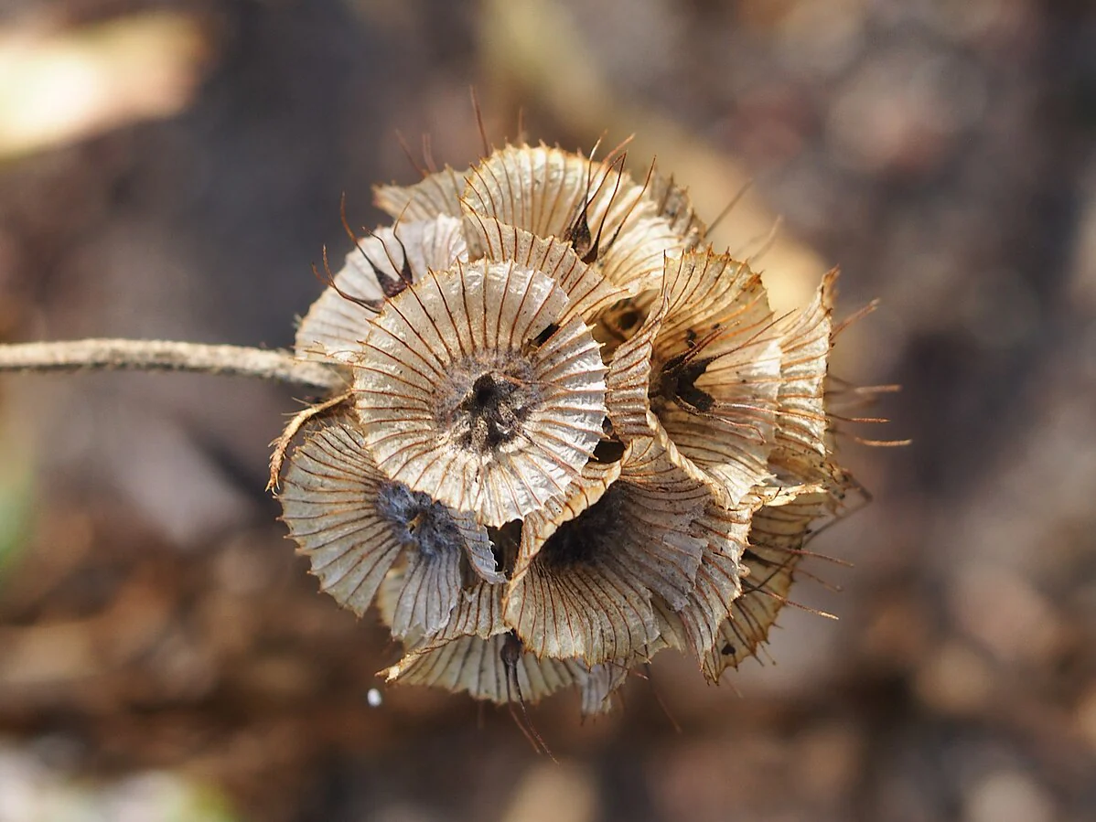 Starflower Pincushion (Drumstick) - Image 6