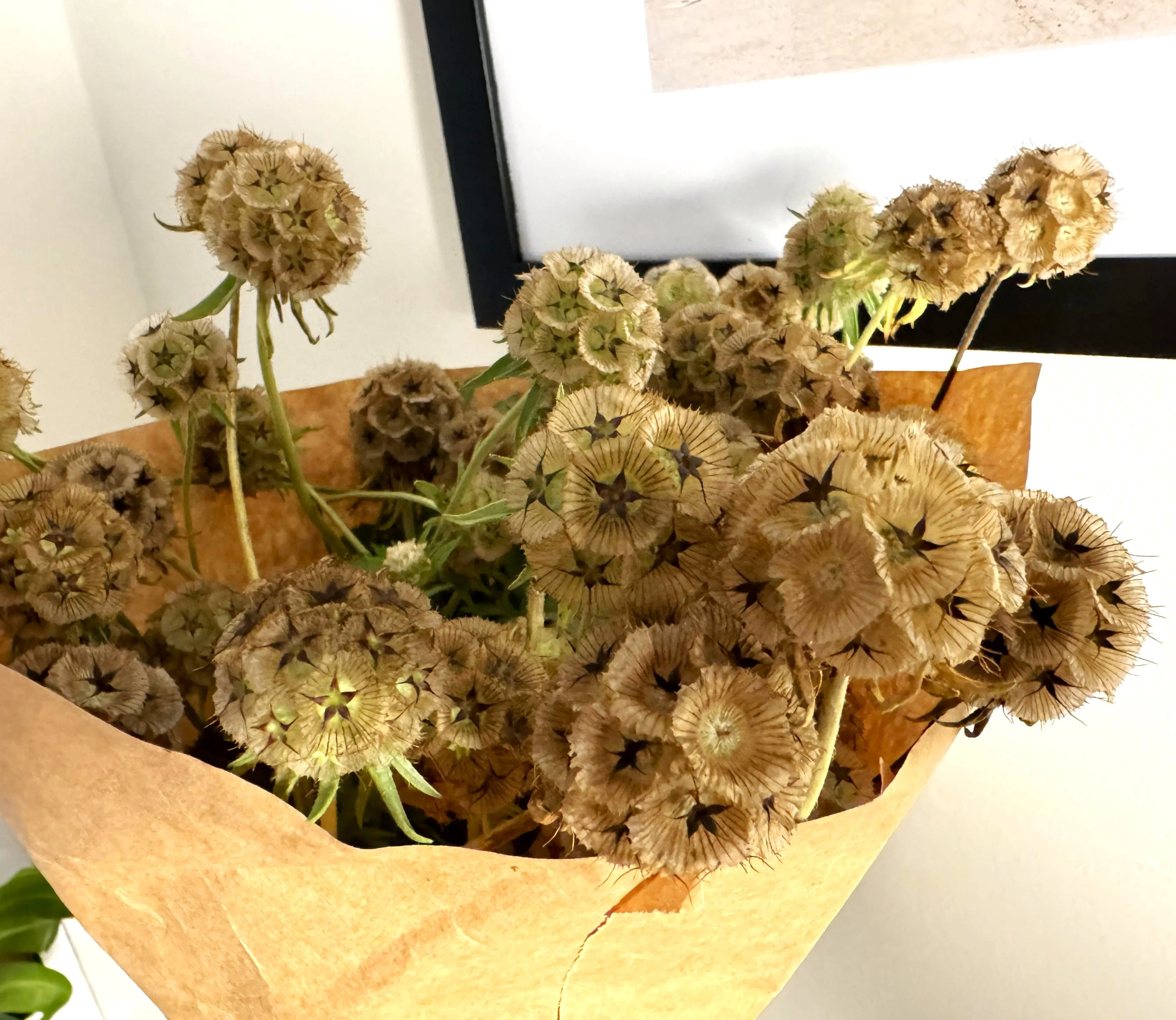 Starflower Pincushion (Drumstick) - Image 7