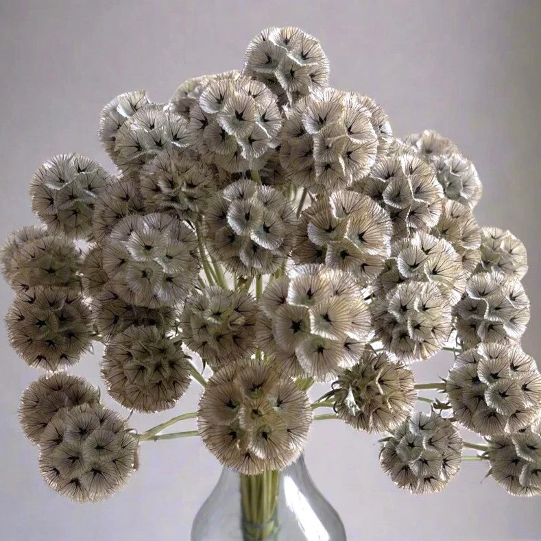 Starflower Pincushion (Drumstick) - Image 8