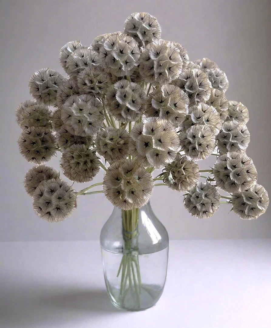 Starflower Pincushion (Drumstick) - Image 9