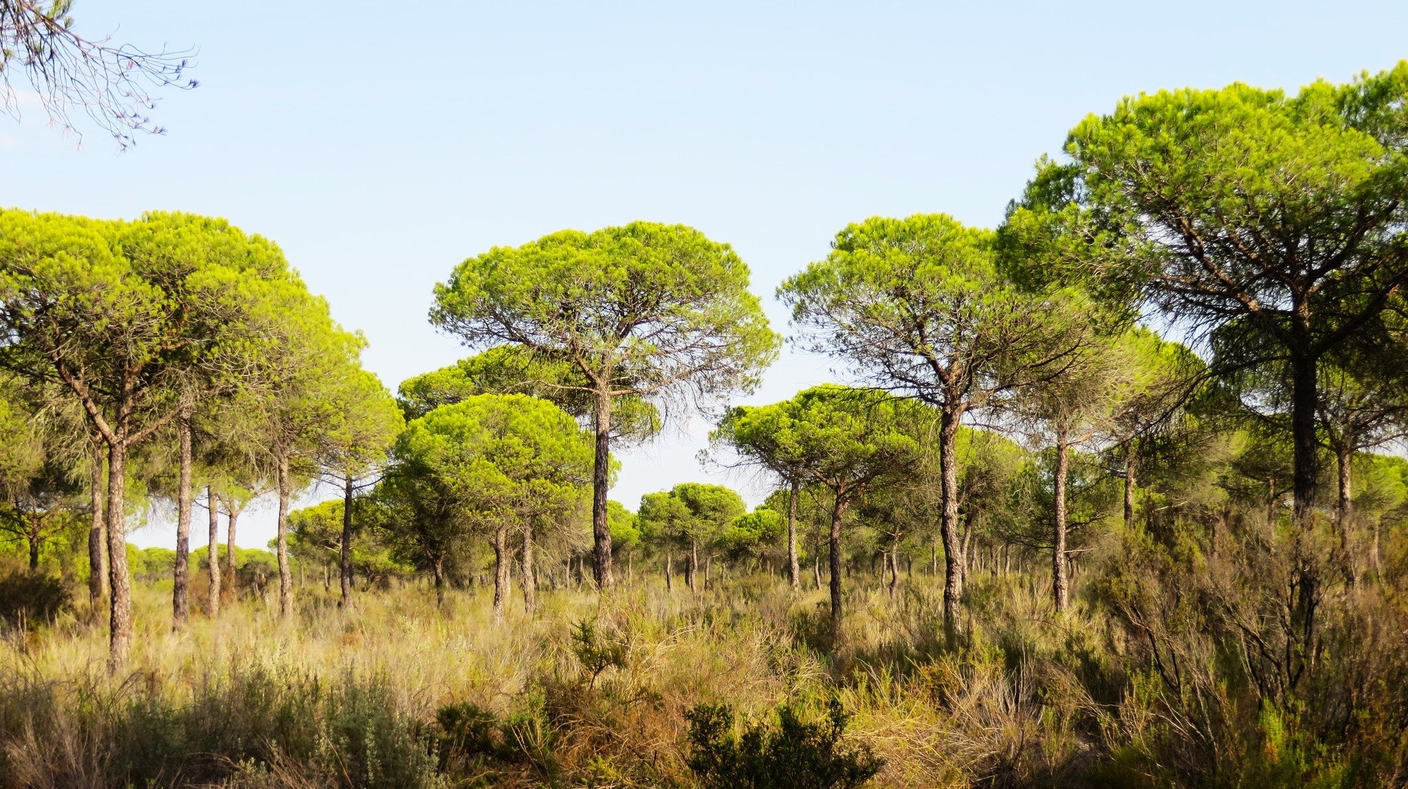 Stone Pine Tree - Image 2