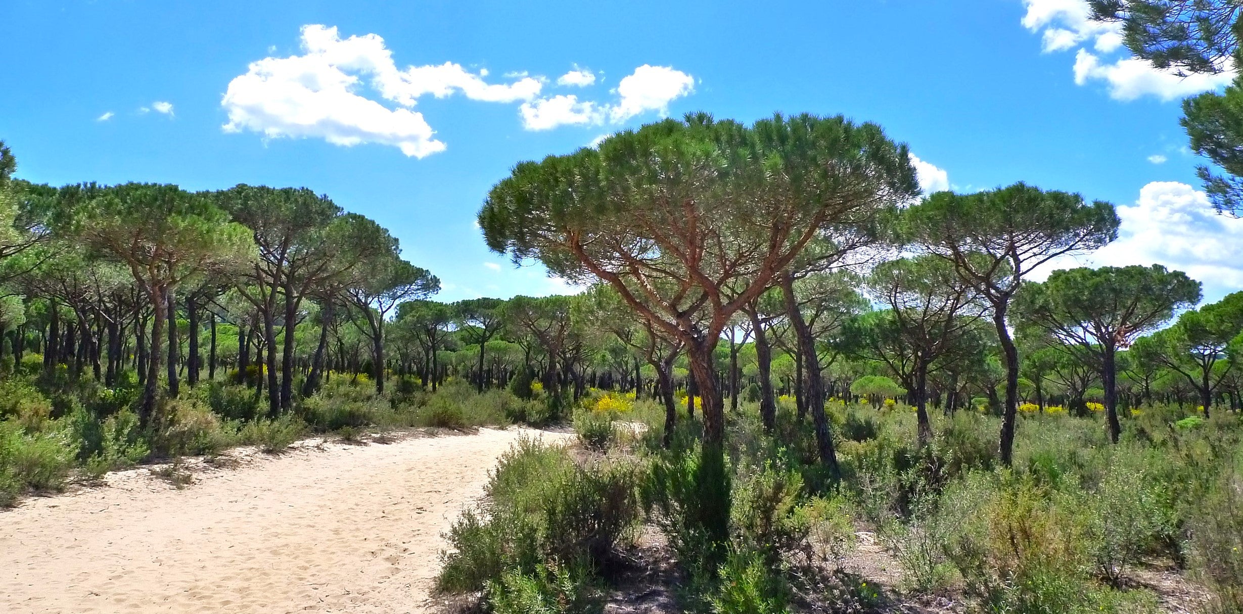 Stone Pine Tree - Image 3
