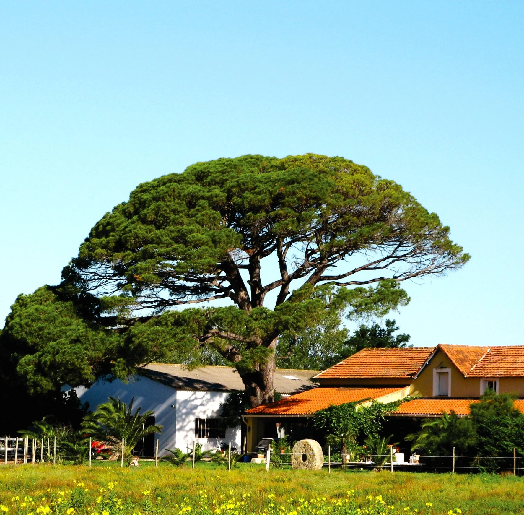 Stone Pine Tree - Image 4