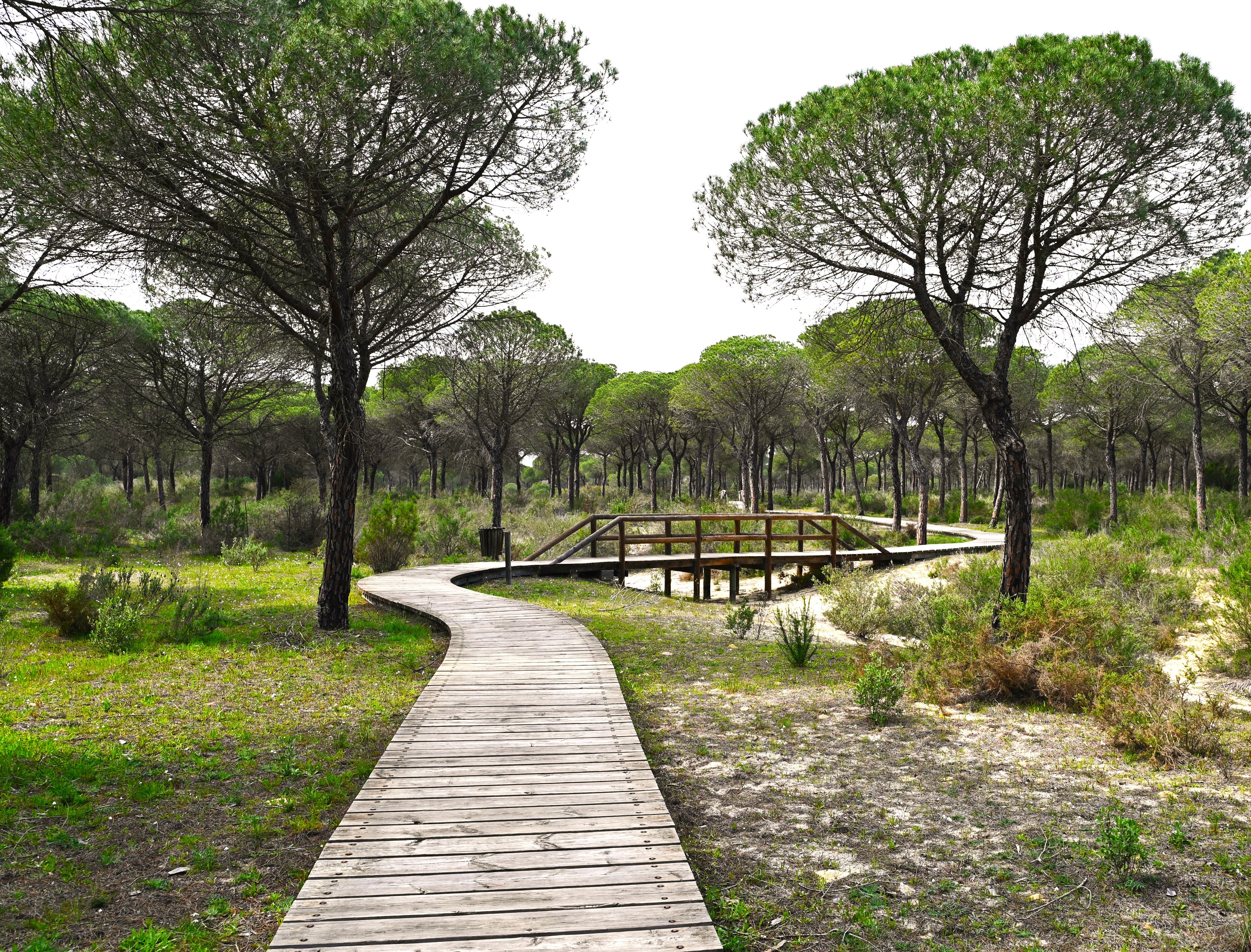 Stone Pine Tree - Image 5
