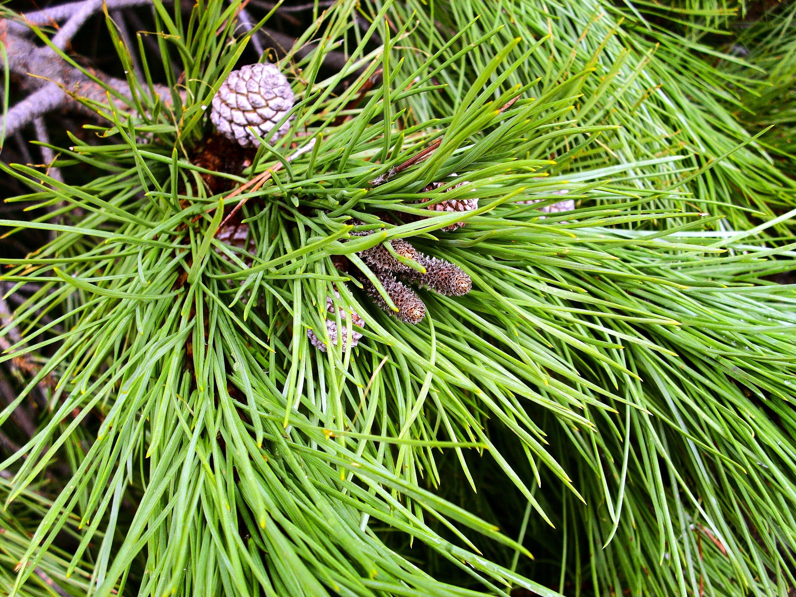 Stone Pine Tree - Image 6