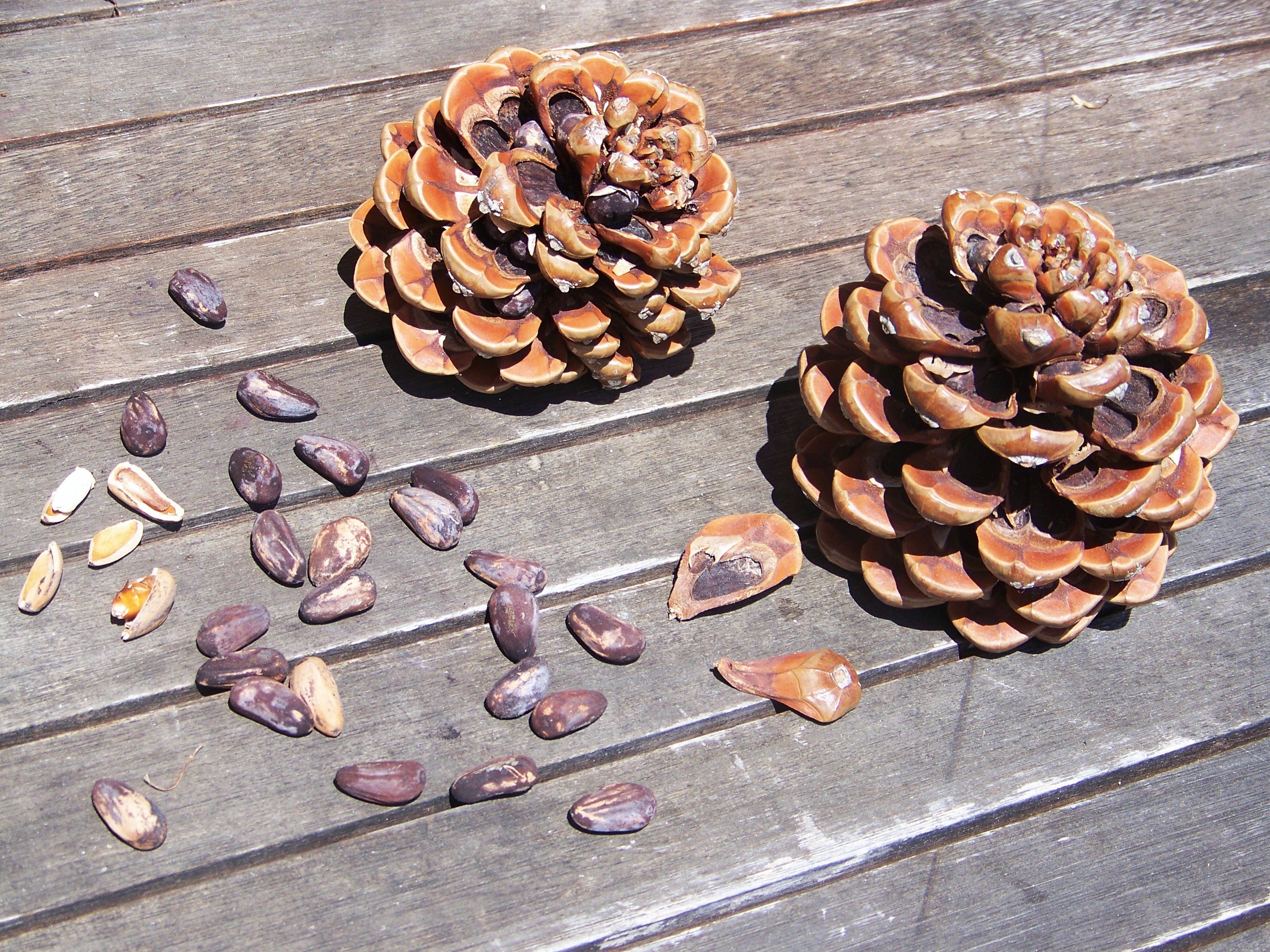 Stone Pine Tree - Image 7