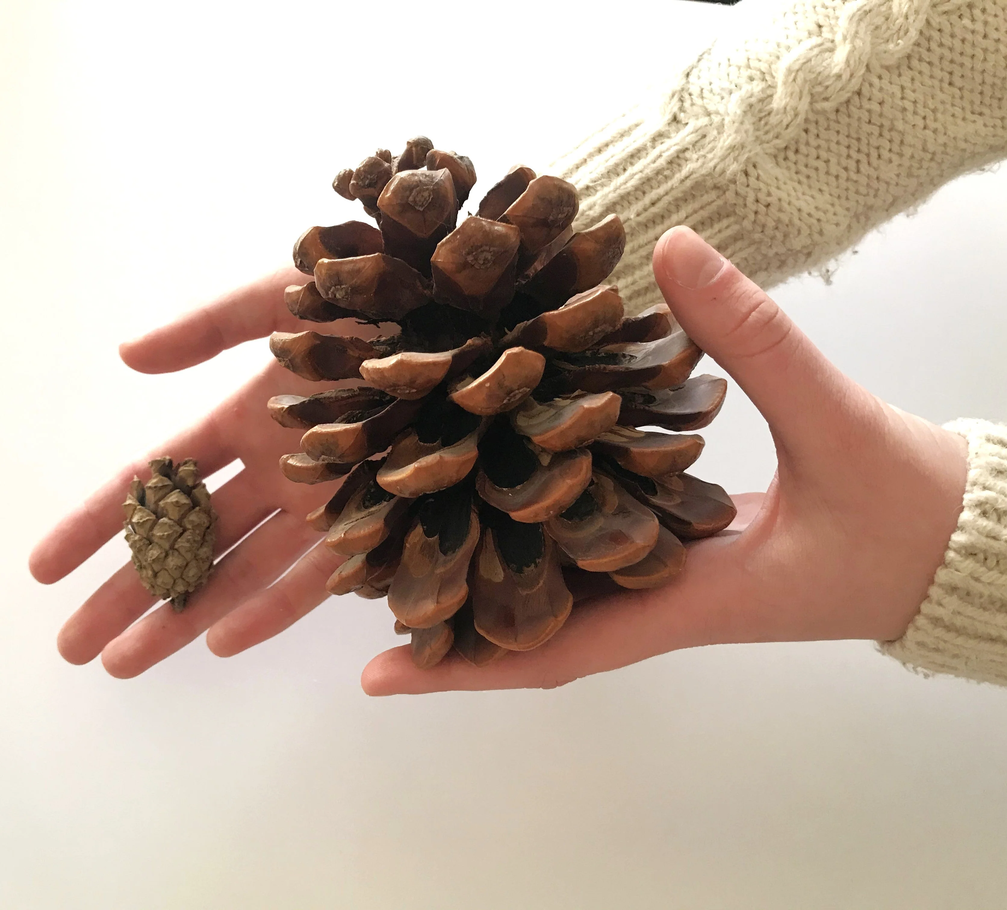 Stone Pine Tree - Image 9