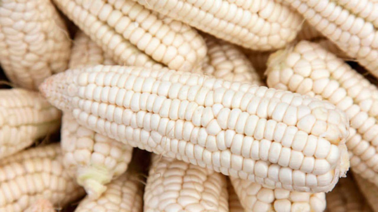 Stowell's Evergreen White Sweet Corn - Image 3