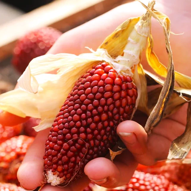 Strawberry Popcorn (Ornamental Corn) - Image 3