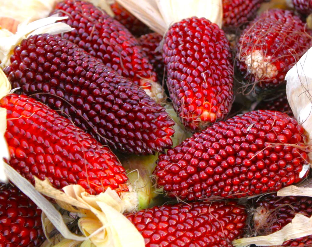 Strawberry Popcorn (Ornamental Corn) - Image 4
