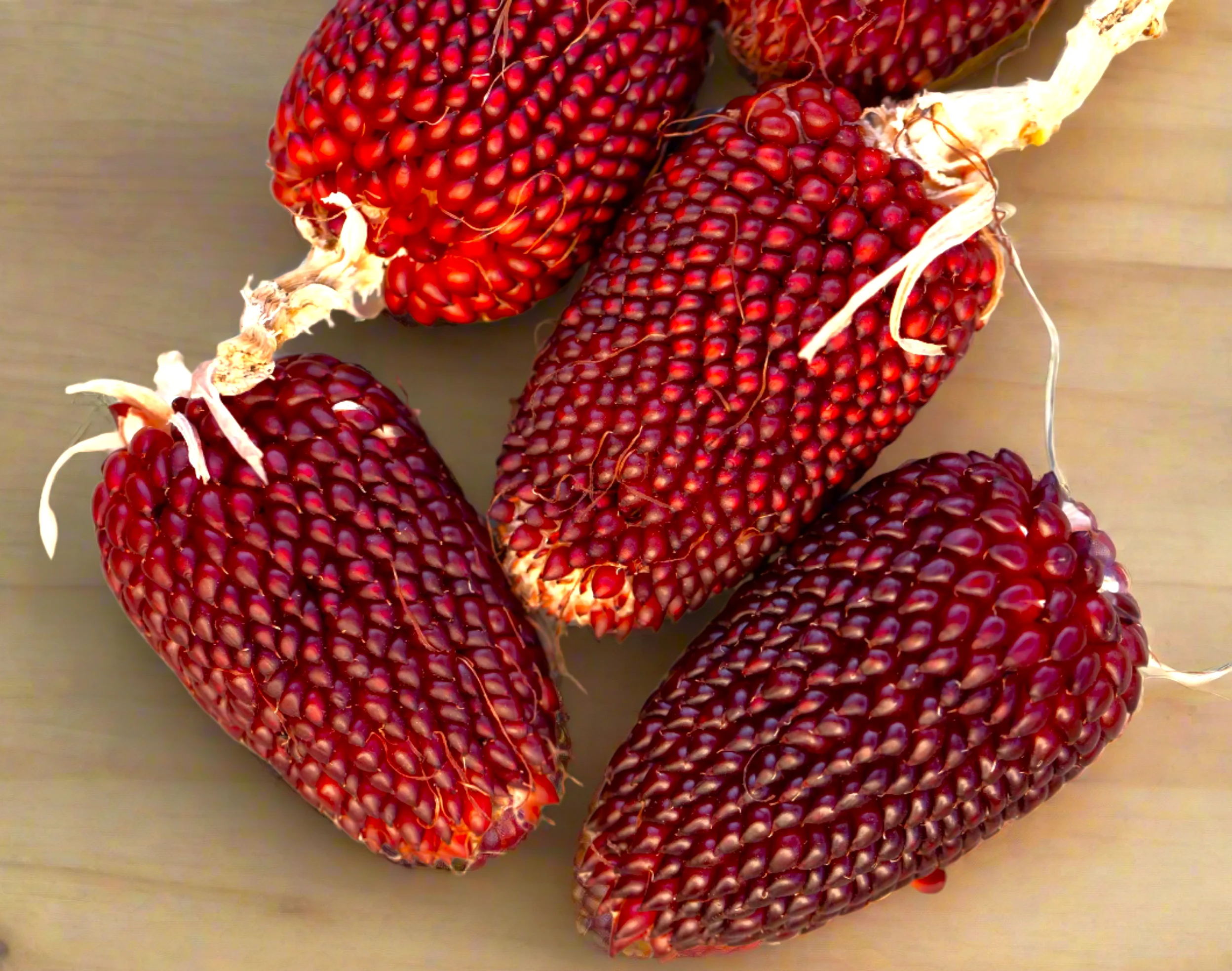 Strawberry Popcorn (Ornamental Corn) - Image 5