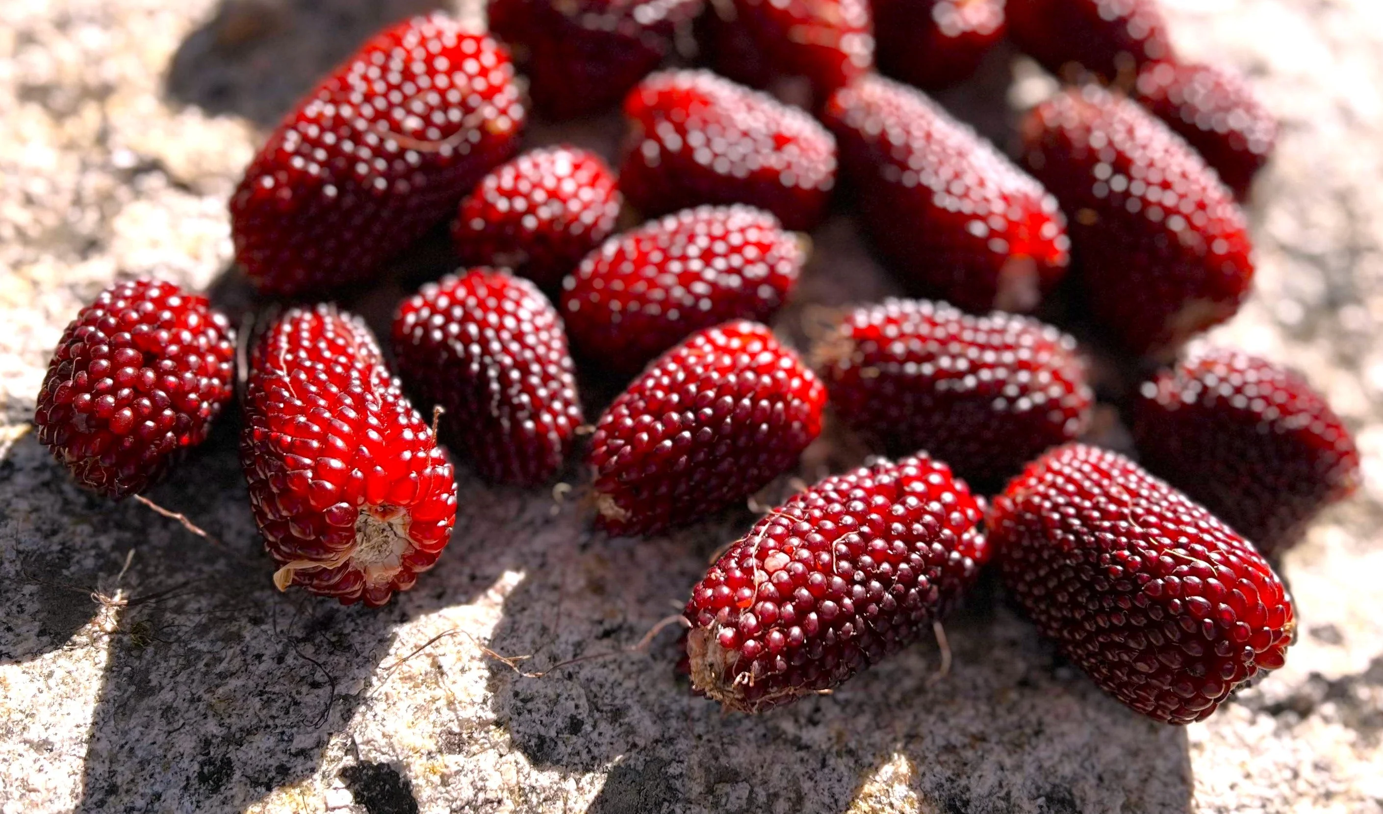 Strawberry Popcorn (Ornamental Corn) - Image 6
