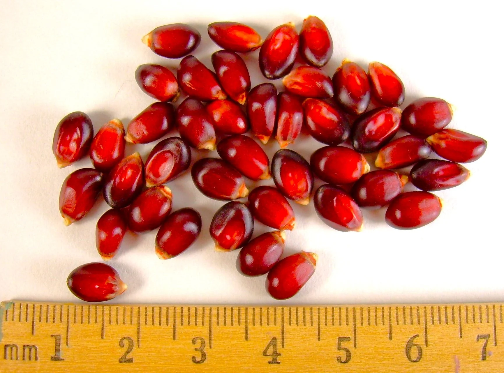 Strawberry Popcorn (Ornamental Corn) - Image 7