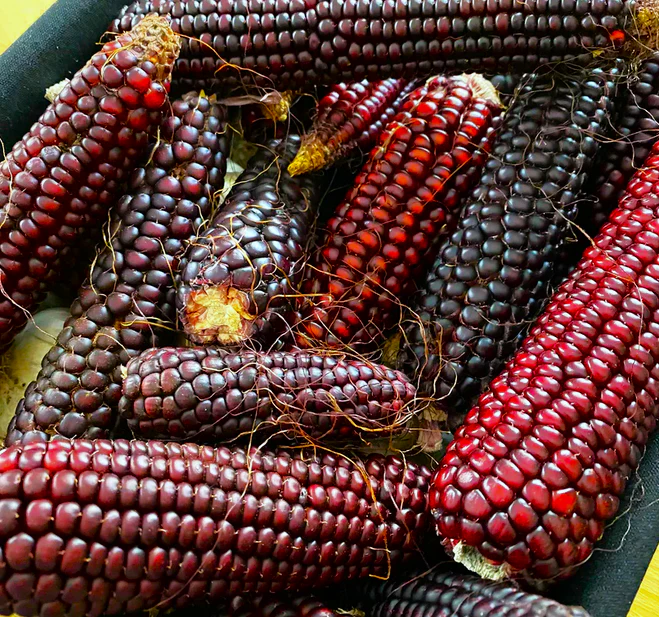 Pink Striped Husk Japonica Ornamental Corn - Image 10