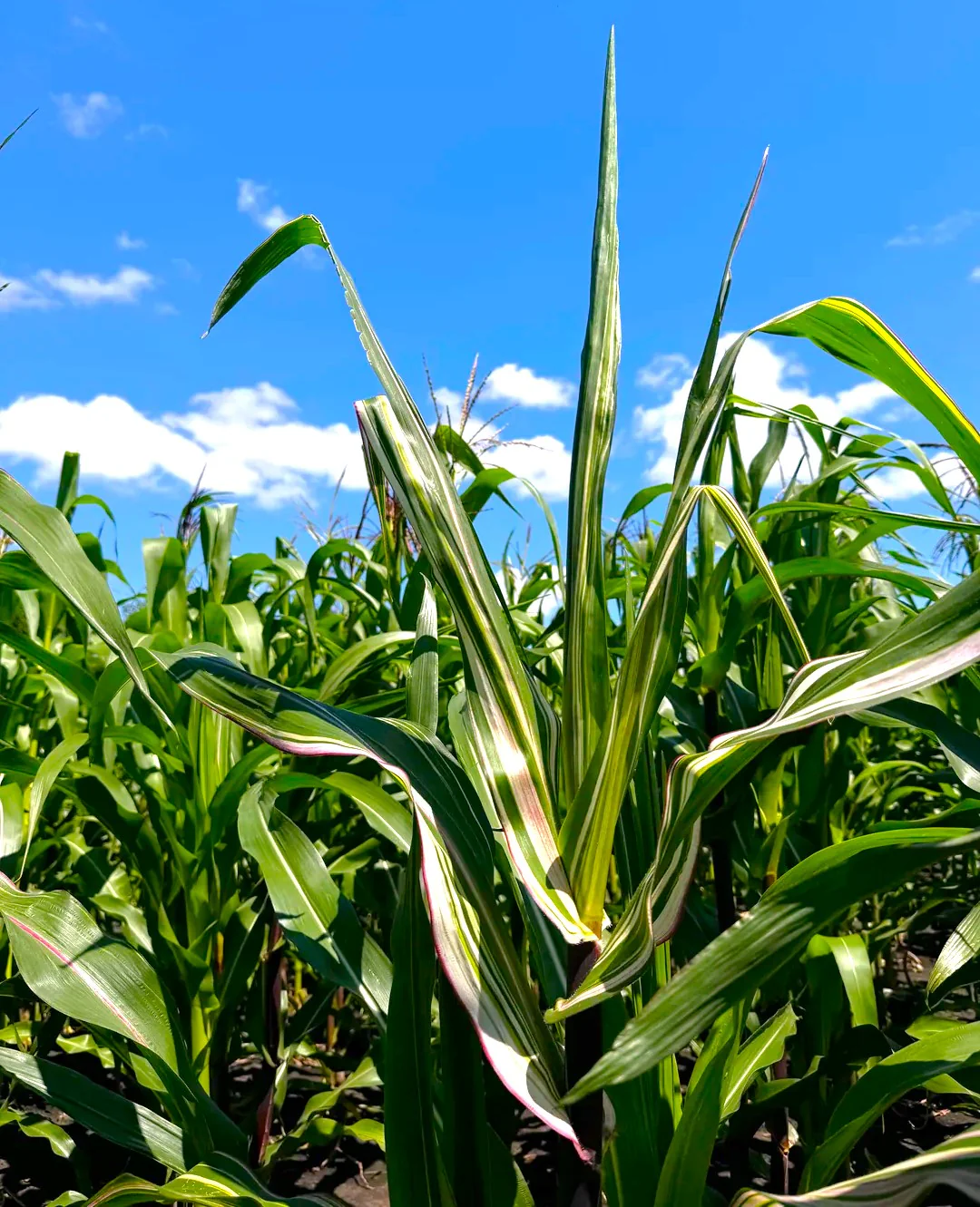 Pink Striped Husk Japonica Ornamental Corn - Image 3