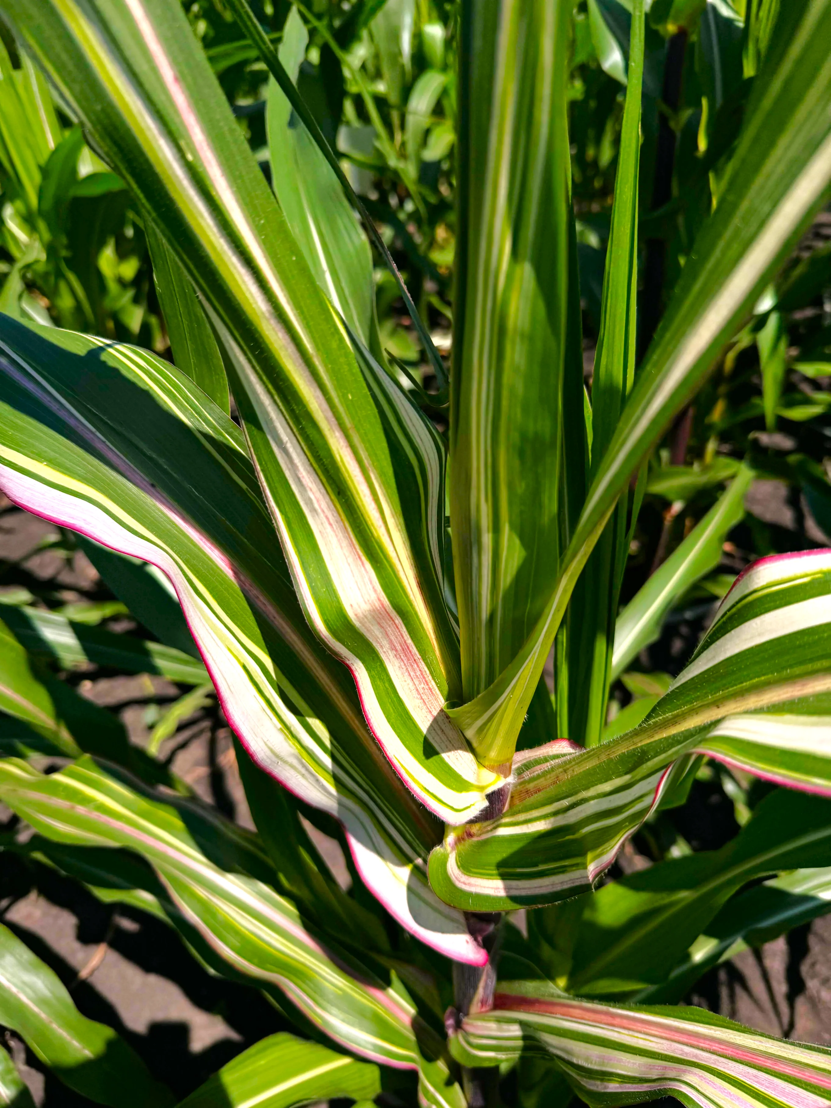 Pink Striped Husk Japonica Ornamental Corn - Image 4