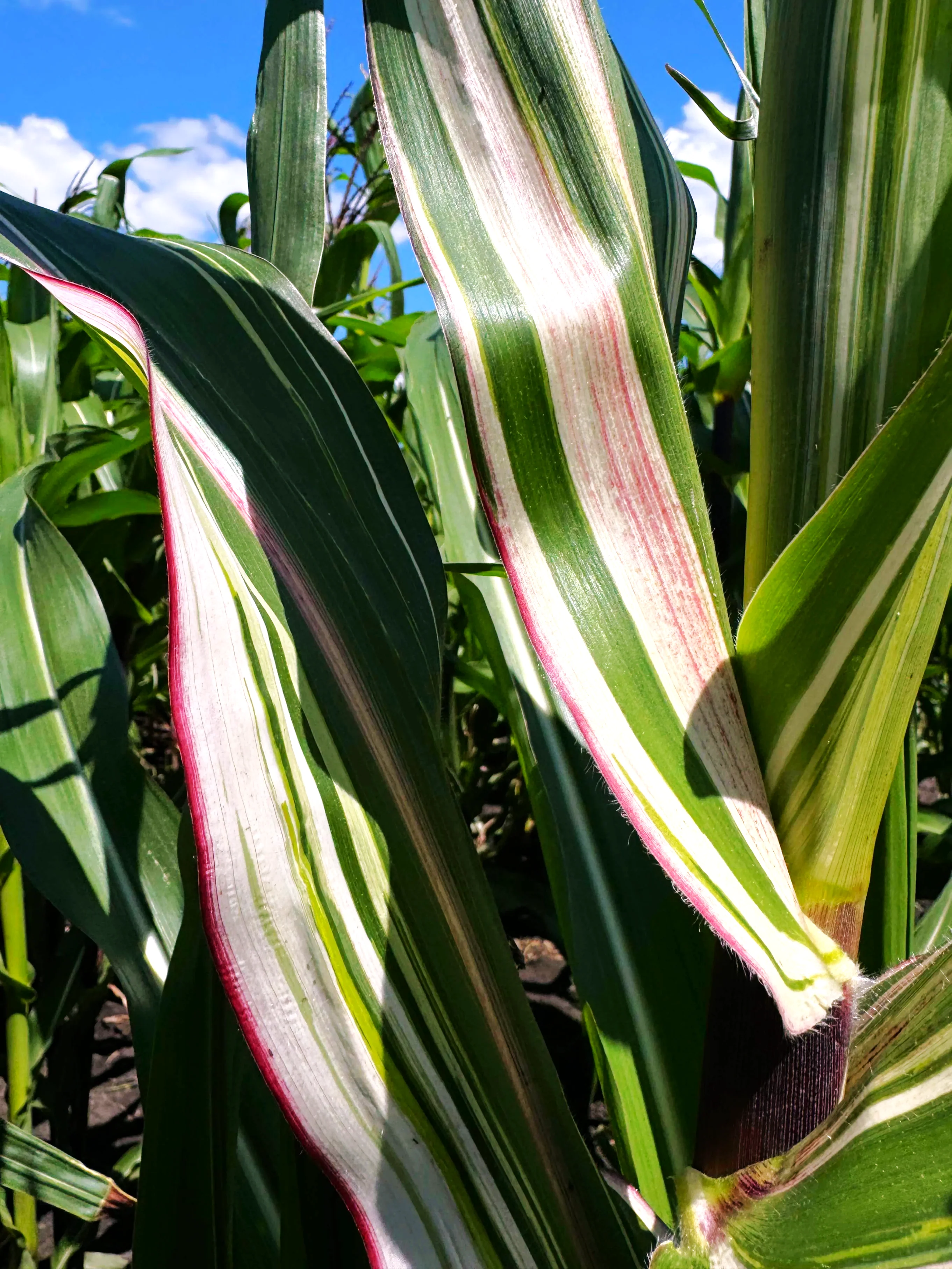 Pink Striped Husk Japonica Ornamental Corn - Image 5