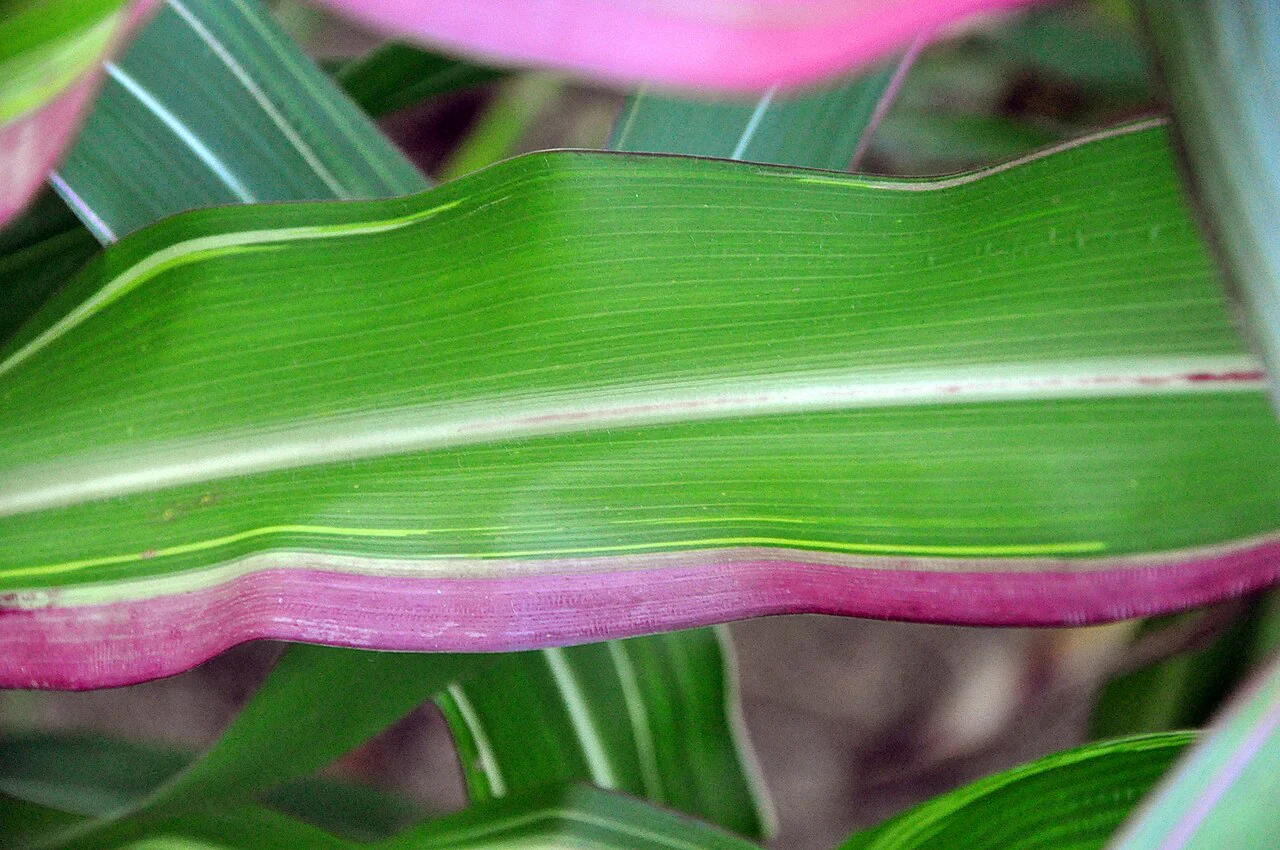 Pink Striped Husk Japonica Ornamental Corn - Image 6