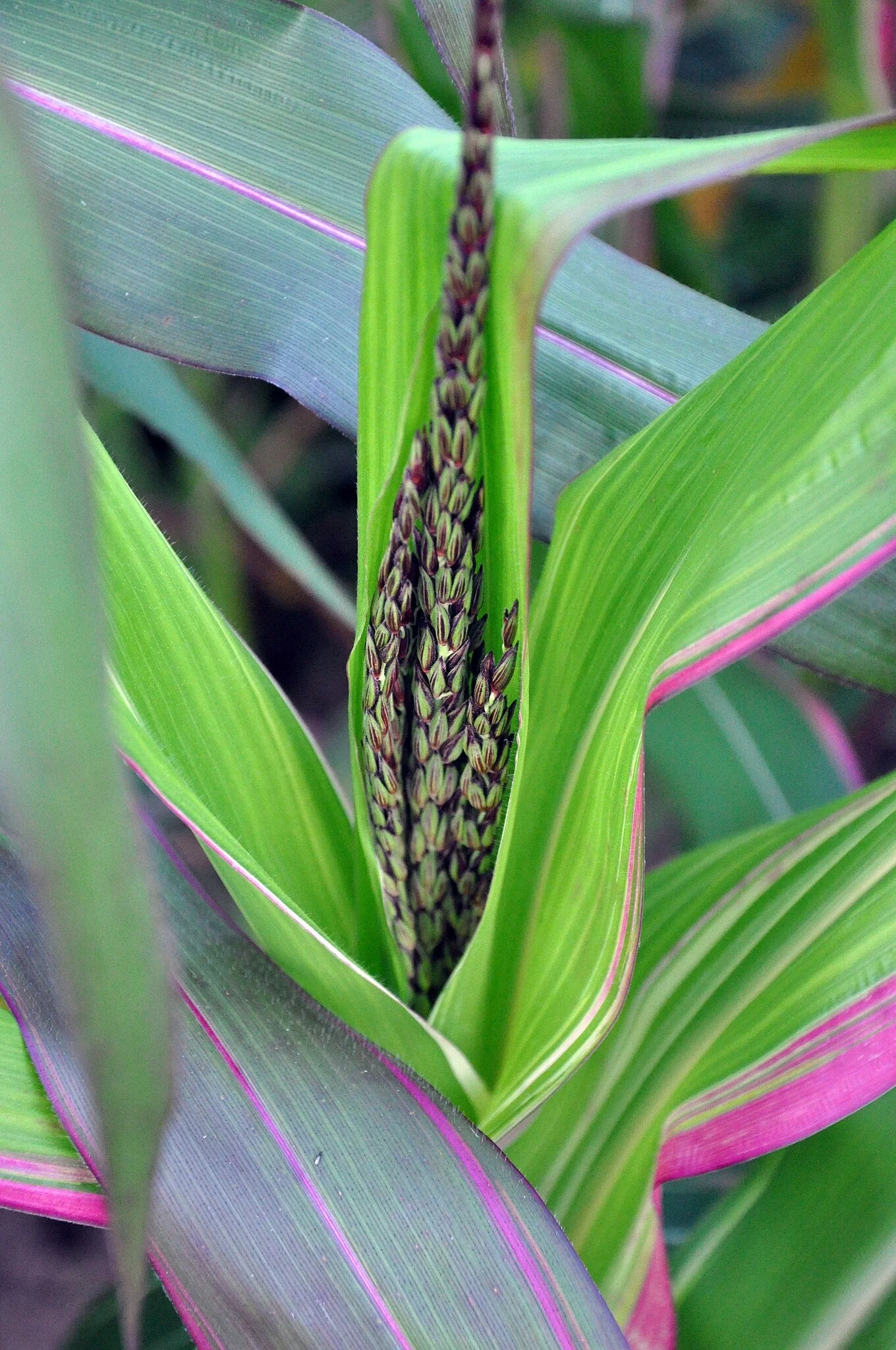 Pink Striped Husk Japonica Ornamental Corn - Image 7