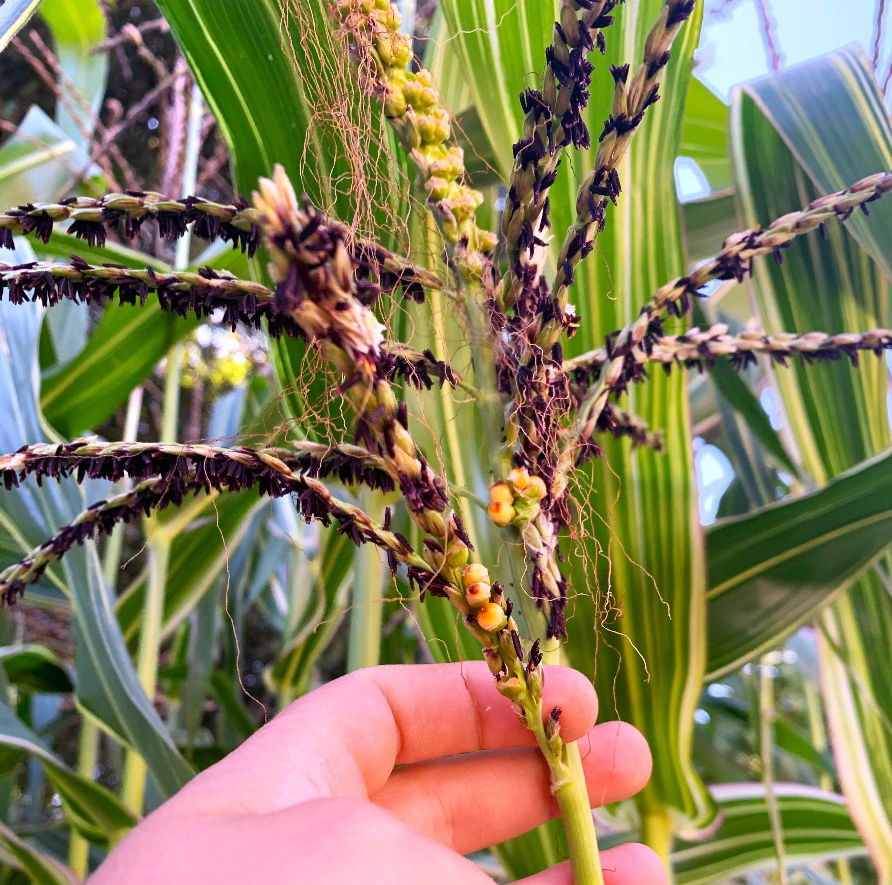 Pink Striped Husk Japonica Ornamental Corn - Image 8