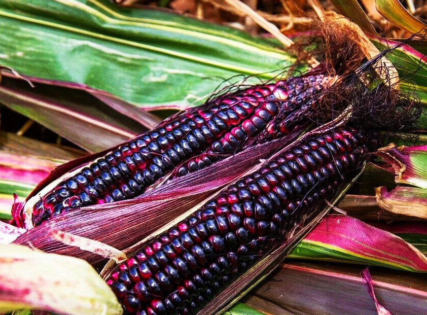 Pink Striped Husk Japonica Ornamental Corn - Image 9