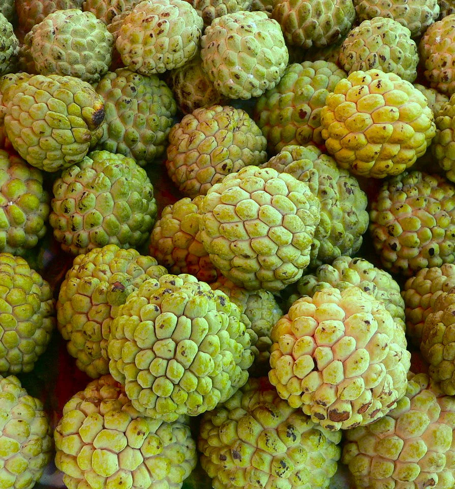 Sugar Apple Tree - Image 10